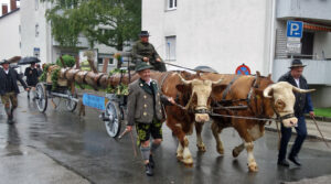 Ein Ochsengespann bringt den "Baum der Stadtgeschichte" auf dem einer Zeitleiste wichtige Ereignisse aus der Ortsgeschichte zugeordnet sind. © G. Prantl / OVTP
